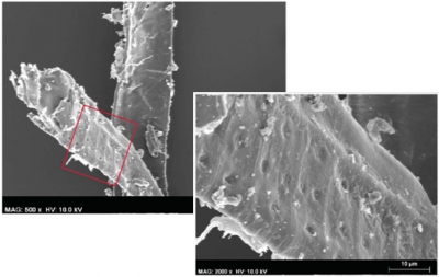 Célula de Angiosperma. Célula de Angiosperma hallada en el pigmento parietal negro del abrigo de "Les Dogues". E. López, et al.. PLOS ONE 12(2): e0172225 (2017) Célula de Angiosperma